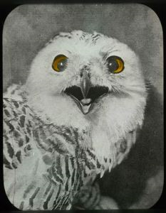 Image of Arctic Owl